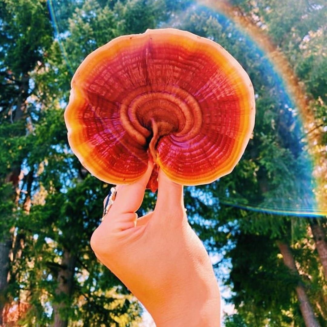 Reishi