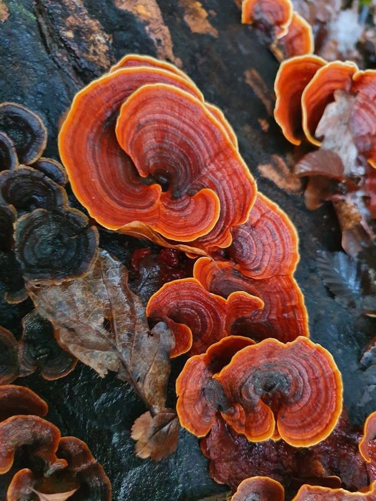 Reishi