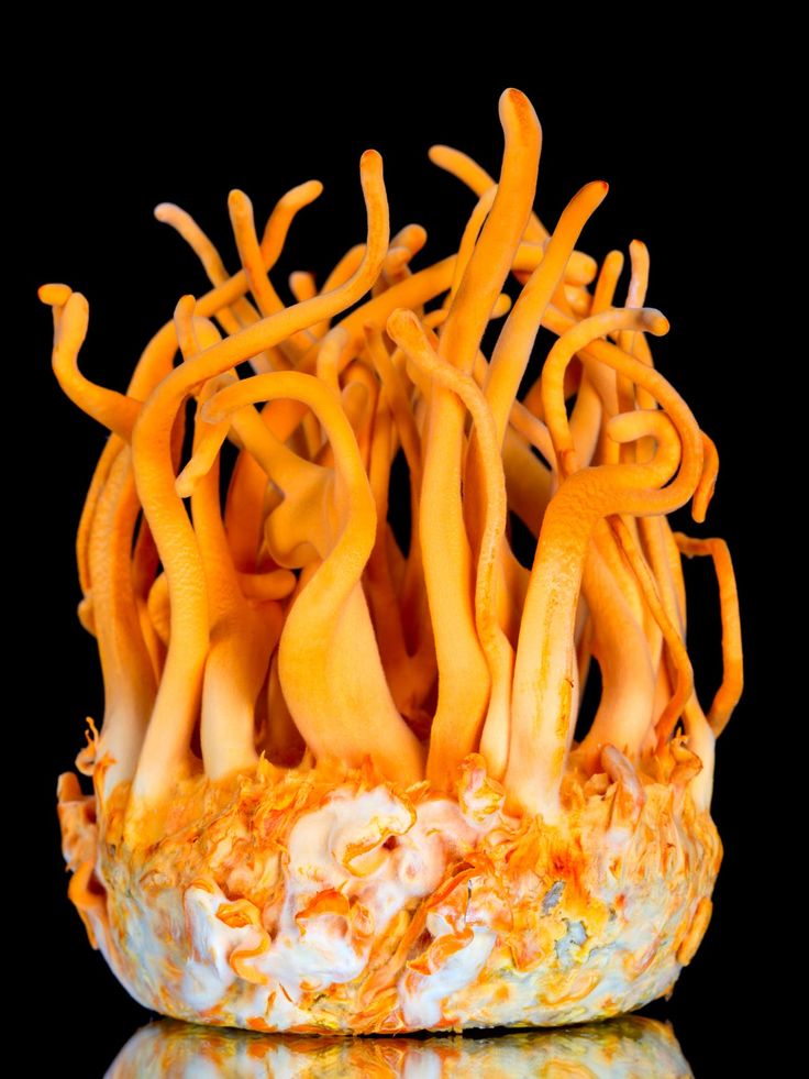 cordycep