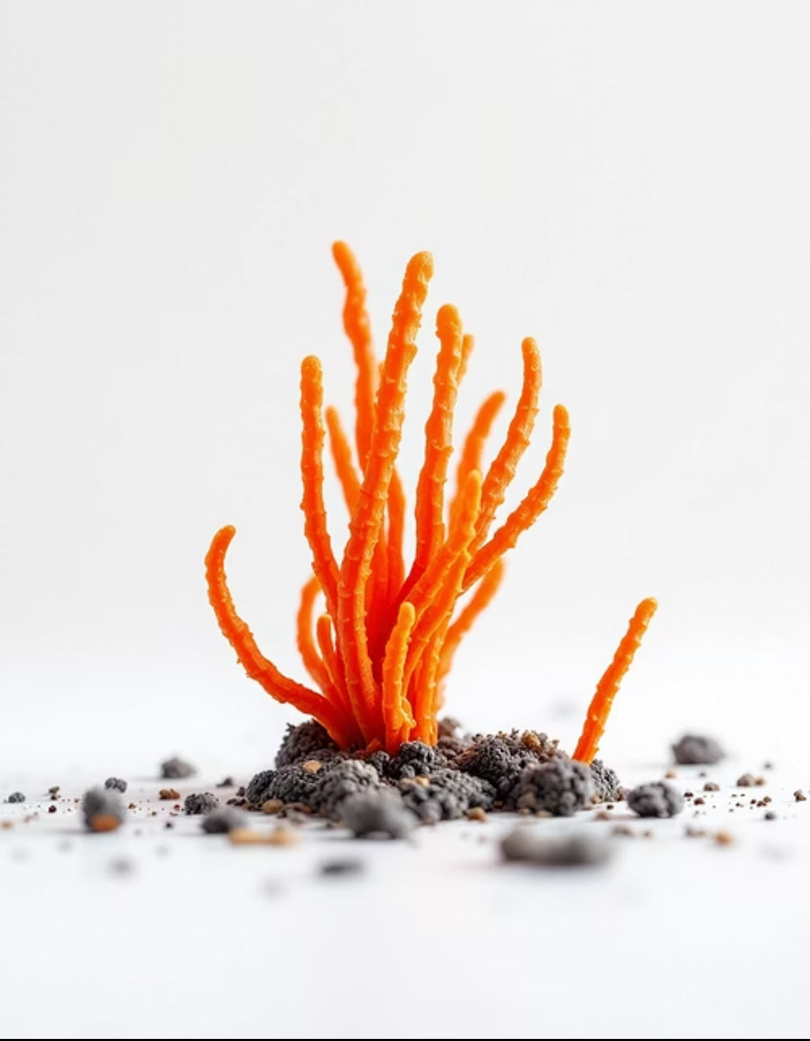 cordycep
